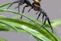 L'araigne Napolon ou le thomise globuleux. Une femelle (Araneae - Thomisidae - Synema globosum)
